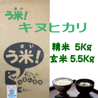 う米 「キヌヒカリ」 5Kg　ロゴ
